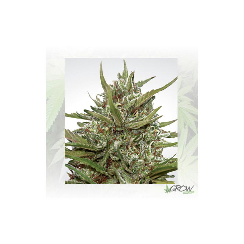 Auto Whiteberry Paradise Seeds - 10 Seeds
