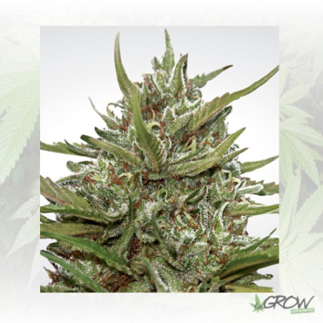 Auto Whiteberry Paradise Seeds - 10 Seeds