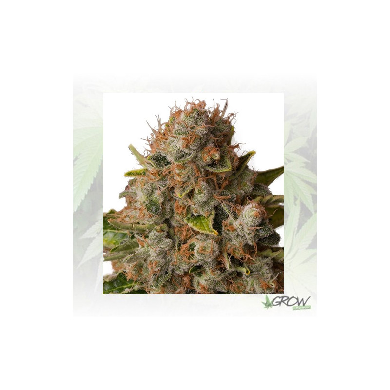 White Widow Royal Queen Seeds - 1 Seed