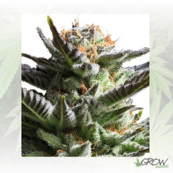 Fruit Spirit Royal Queen Seeds - 3 Seeds