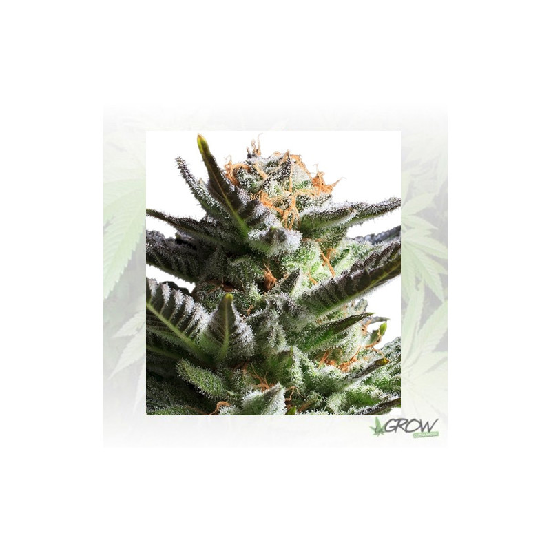 Fruit Spirit Royal Queen Seeds - 10 Seeds
