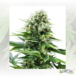 Power Flower Royal Queen Seeds - 3 Seeds
