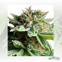 Shining Silver Haze Royal Queen Seeds - 1 Seed