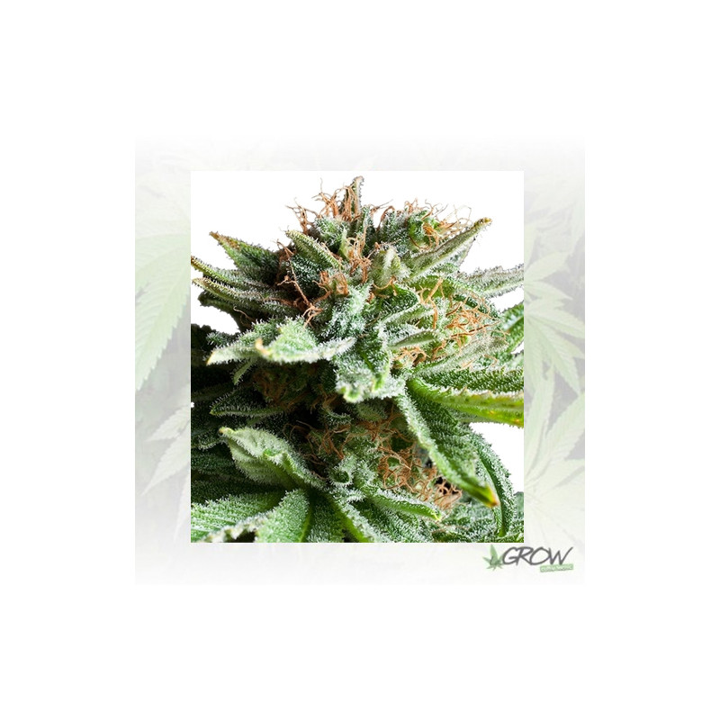 Shining Silver Haze Royal Queen Seeds - 3 Seeds
