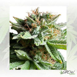 Shining Silver Haze Royal Queen Seeds - 5 Seeds