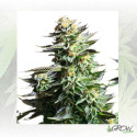 Amnesia Haze Royal Queen Seeds - 3 Seeds