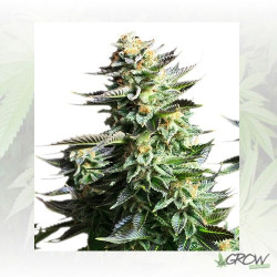 Amnesia Haze Royal Queen Seeds - 10 Seeds