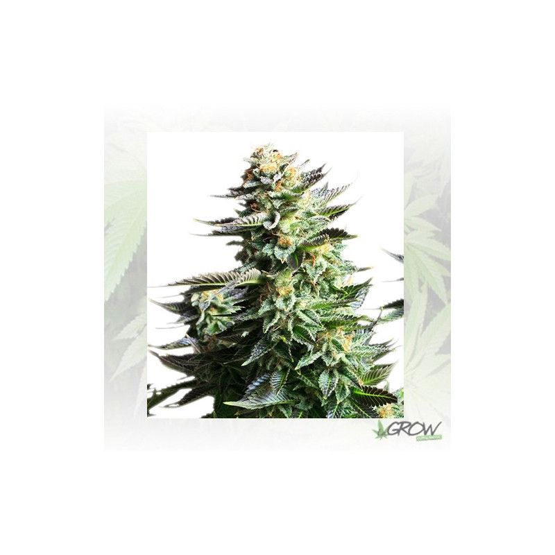 Amnesia Haze Royal Queen Seeds - 5 Seeds