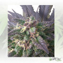 Blue Mystic Royal Queen Seeds - 3 Seeds