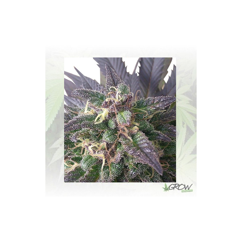 Blue Mystic Royal Queen Seeds - 3 Seeds