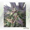 Blue Mystic Royal Queen Seeds - 3 Seeds