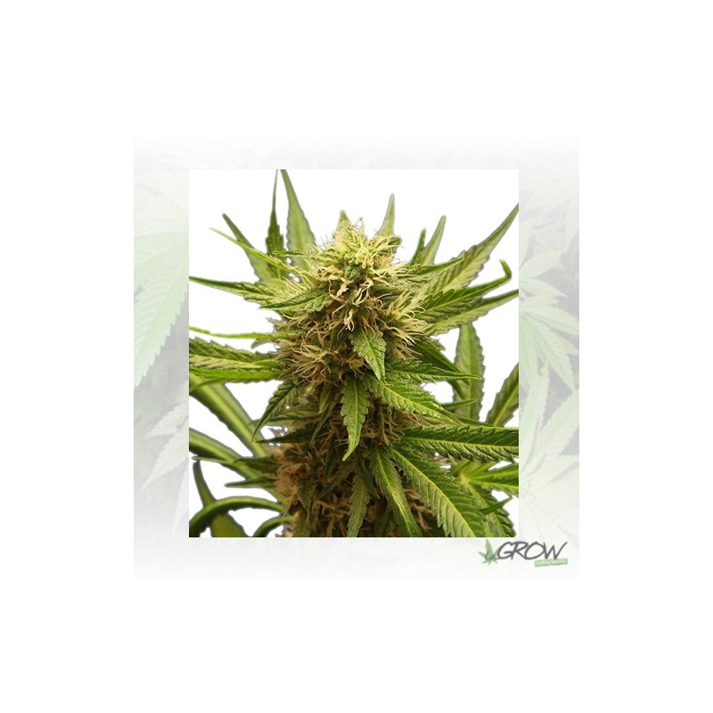 Northern Light Royal Queen Seeds - 1 Seed