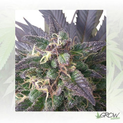 Blue Mystic Royal Queen Seeds - 10 Seeds