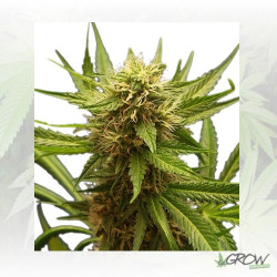 Northern Light Royal Queen Seeds - 5 Seeds