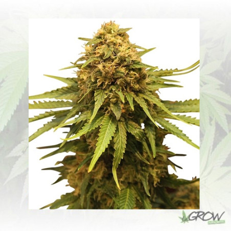 Critical Royal Queen Seeds - 5 Seeds