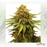 Critical Royal Queen Seeds - 5 Seeds