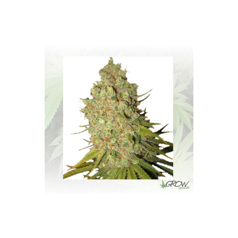 Special Kush 1 Royal Queen Seeds - 3 Seeds