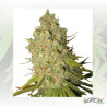 Special Kush 1 Royal Queen Seeds - 3 Seeds