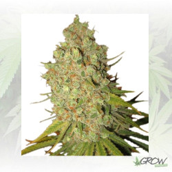 Special Kush 1 Royal Queen Seeds - 10 Seeds