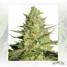 Special Queen 1 Royal Queen Seeds - 1 Seed