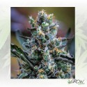 Northern Light Blue Delicious Seeds - 3 Seeds