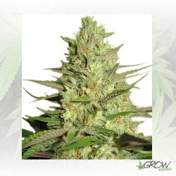 Special Queen 1 Royal Queen Seeds - 10 Seeds
