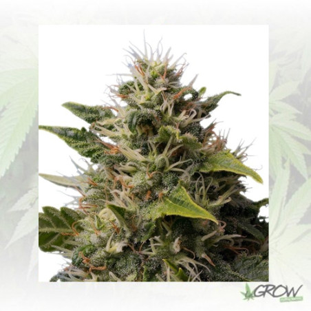 Royal Moby Royal Queen Seeds - 3 Seeds