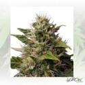 Royal Moby Royal Queen Seeds - 5 Seeds