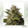 Royal Moby Royal Queen Seeds - 5 Seeds