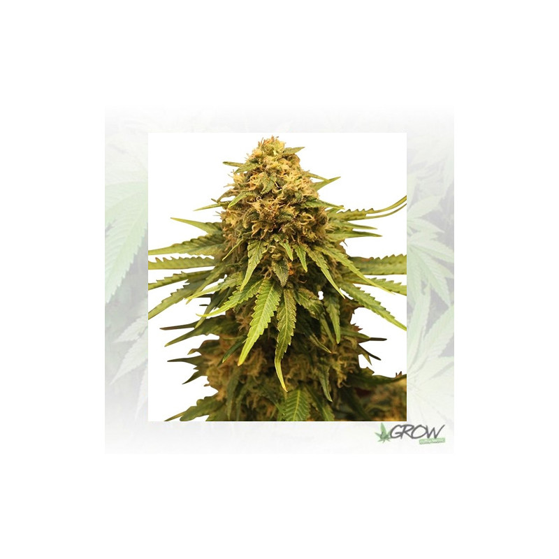 Critical Royal Queen Seeds - 10 Seeds
