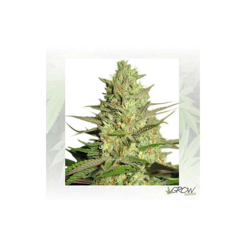 Special Queen 1 Royal Queen Seeds - 3 Seeds