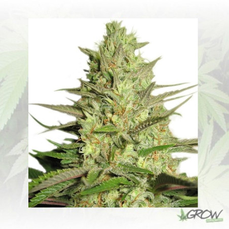 Special Queen 1 Royal Queen Seeds - 3 Seeds