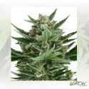 Quick One Auto Royal Queen Seeds - 10 Seeds