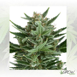 Quick One Royal Queen Seeds - 5 Seeds