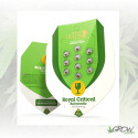 Royal Critical Auto Royal Queen Seeds - 1 Seed
