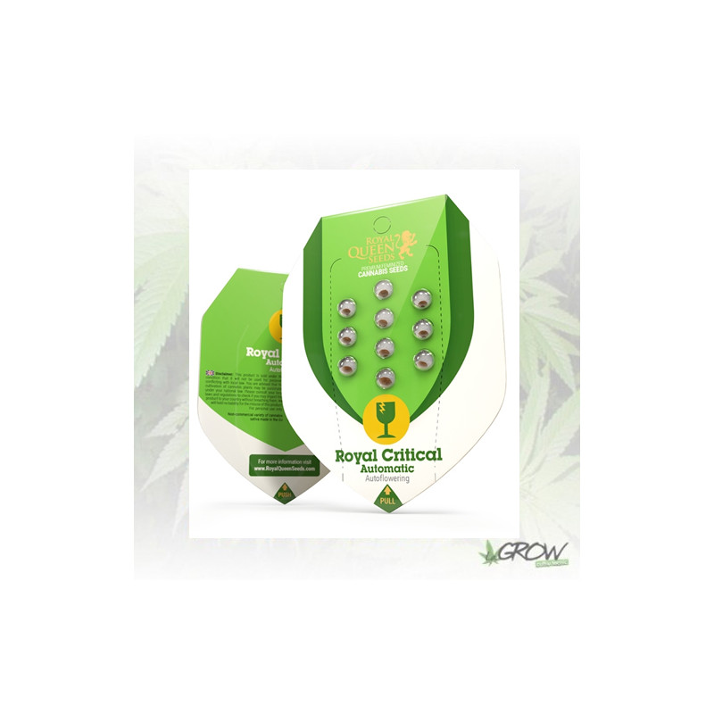 Royal Critical Auto Royal Queen Seeds - 10 Seeds