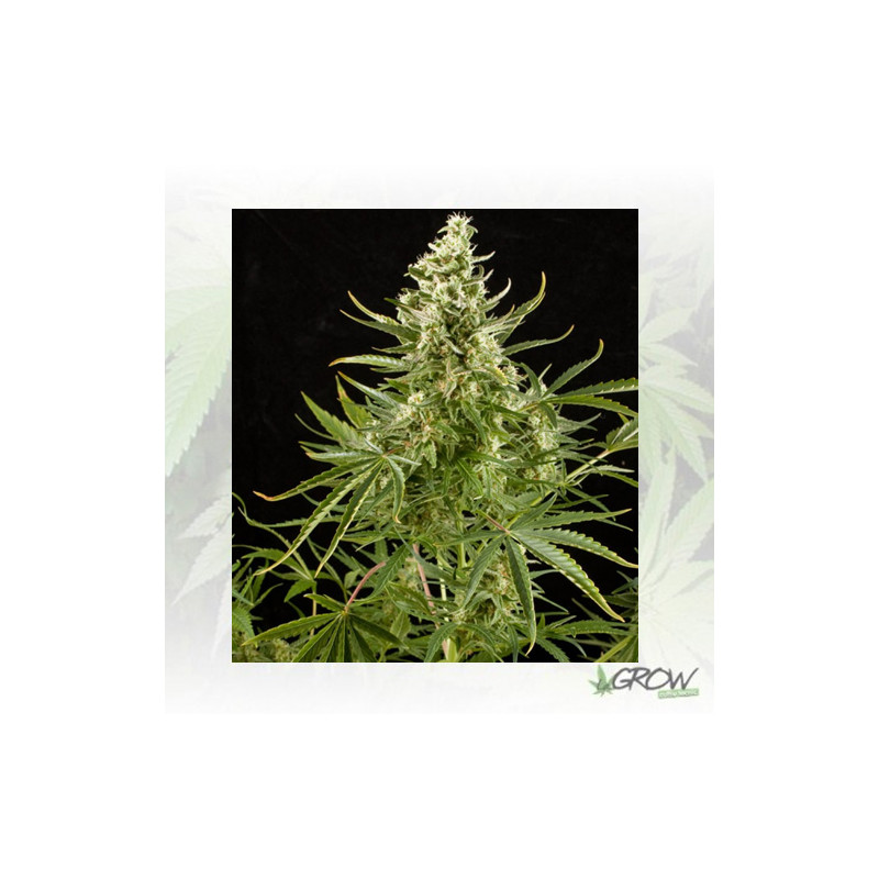 Royal Critical Auto Royal Queen Seeds - 5 Seeds