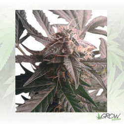 Northern Light Auto Royal Queen Seeds - 10 Seeds