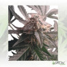 Northern Light Auto Royal Queen Seeds - 10 Seeds