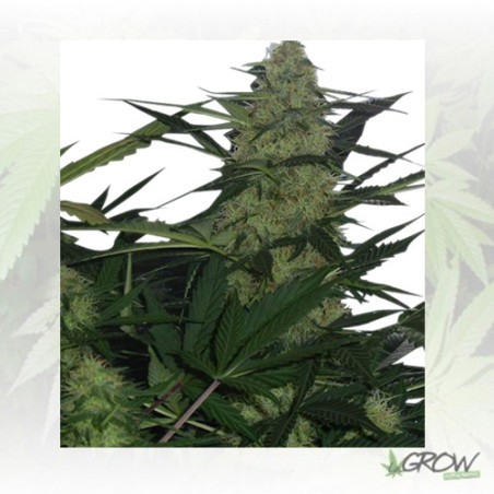 Royal AK Auto Royal Queen Seeds - 10 Seeds
