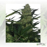 Royal AK Auto Royal Queen Seeds - 10 Seeds