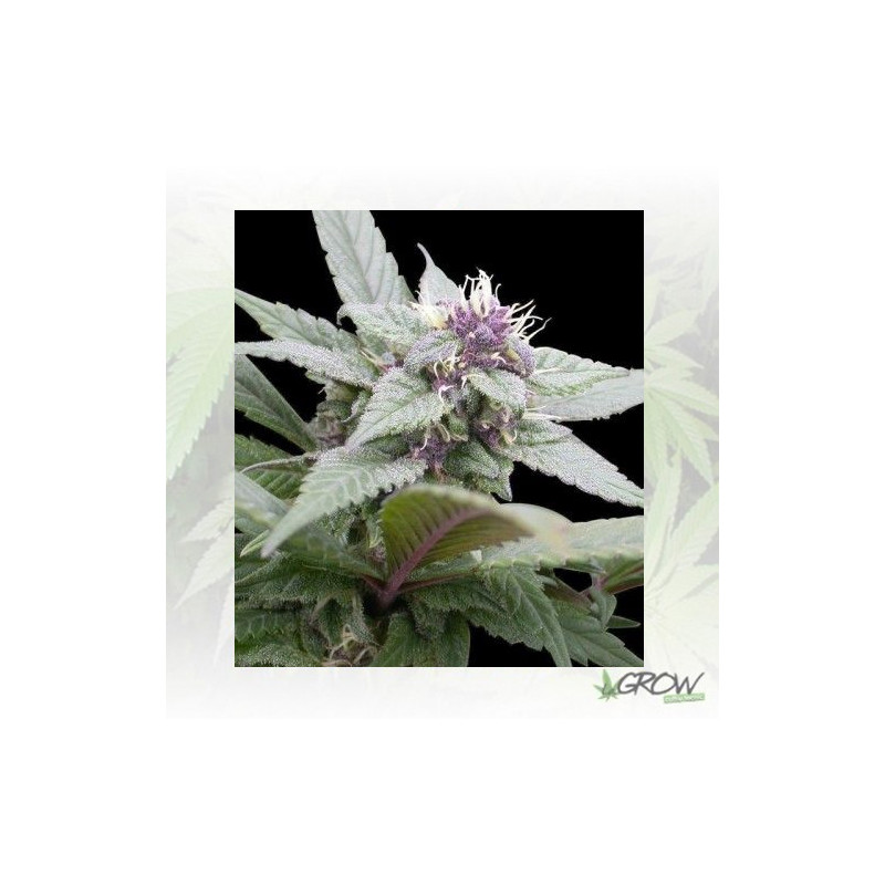 Royal Bluematic Royal Queen Seeds - 5 Seeds