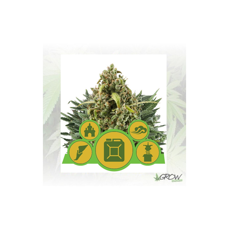 Mix Autoflorecientes Royal Queen Seeds - 3 Seeds