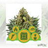 Mix Autoflorecientes Royal Queen Seeds - 3 Seeds