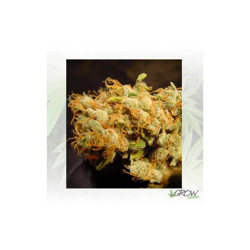 Belladonna Paradise Seeds - 5 Seeds