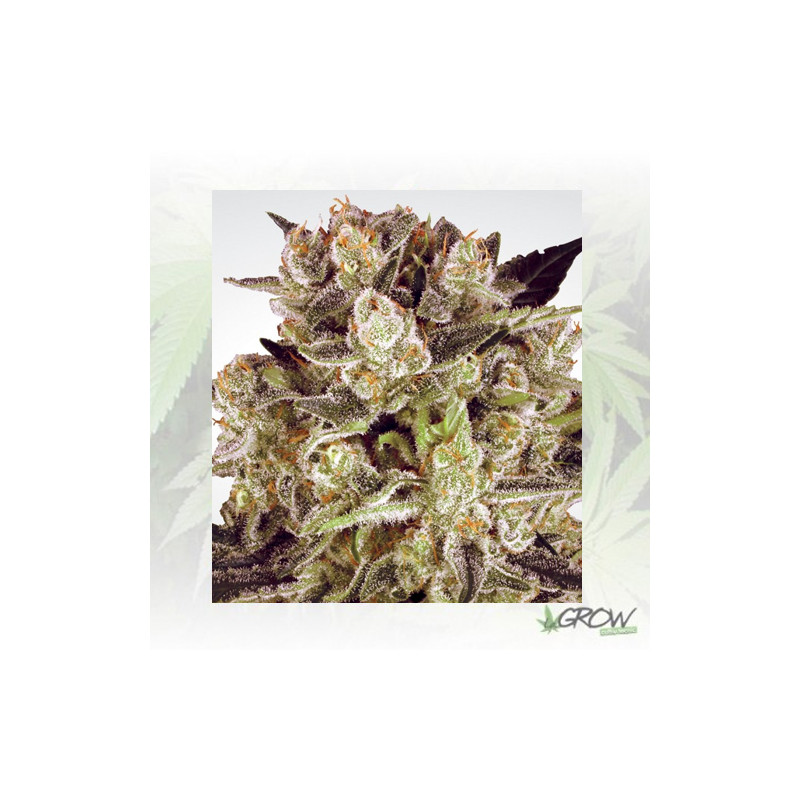 Durga Mata II CBD Paradise Seeds - 3 Seeds