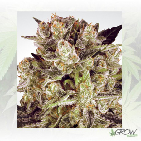 Durga Mata II CBD Paradise Seeds - 3 Seeds