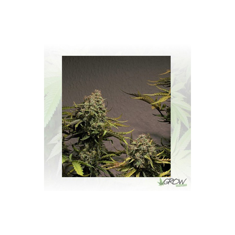 Blue Cheese Auto Royal Queen Seeds - 3 Seeds