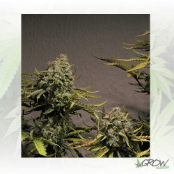 Blue Cheese Auto Royal Queen Seeds - 5 Seeds