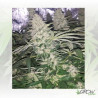 Critical Kush Royal Queen Seeds - 3 Seeds